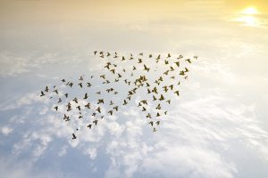Vogelschwarm in Pfeilform