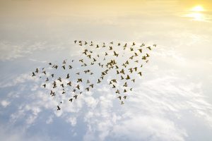 Vogelschwarm in Pfeilform